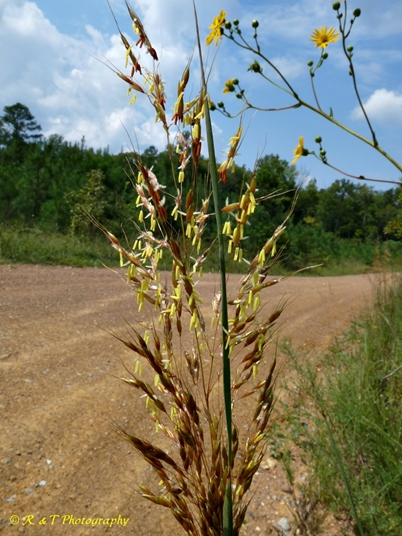 {Sorghastrum nutans}